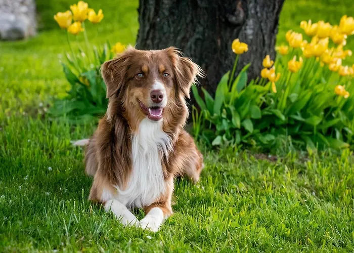 In Nahe Harzwald * Wildemann